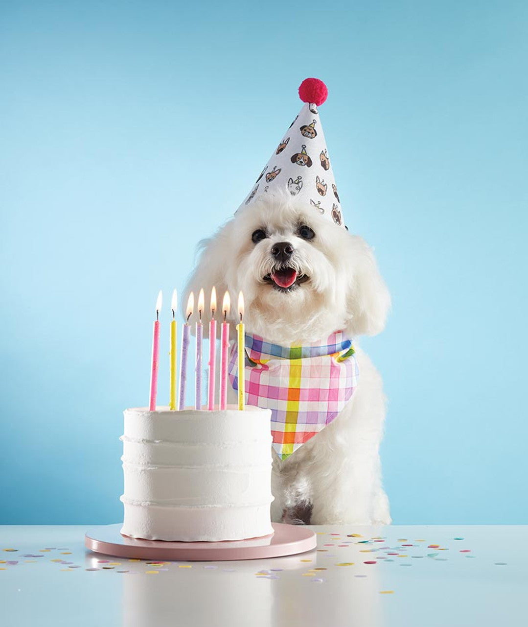 Dog Birthday Kit