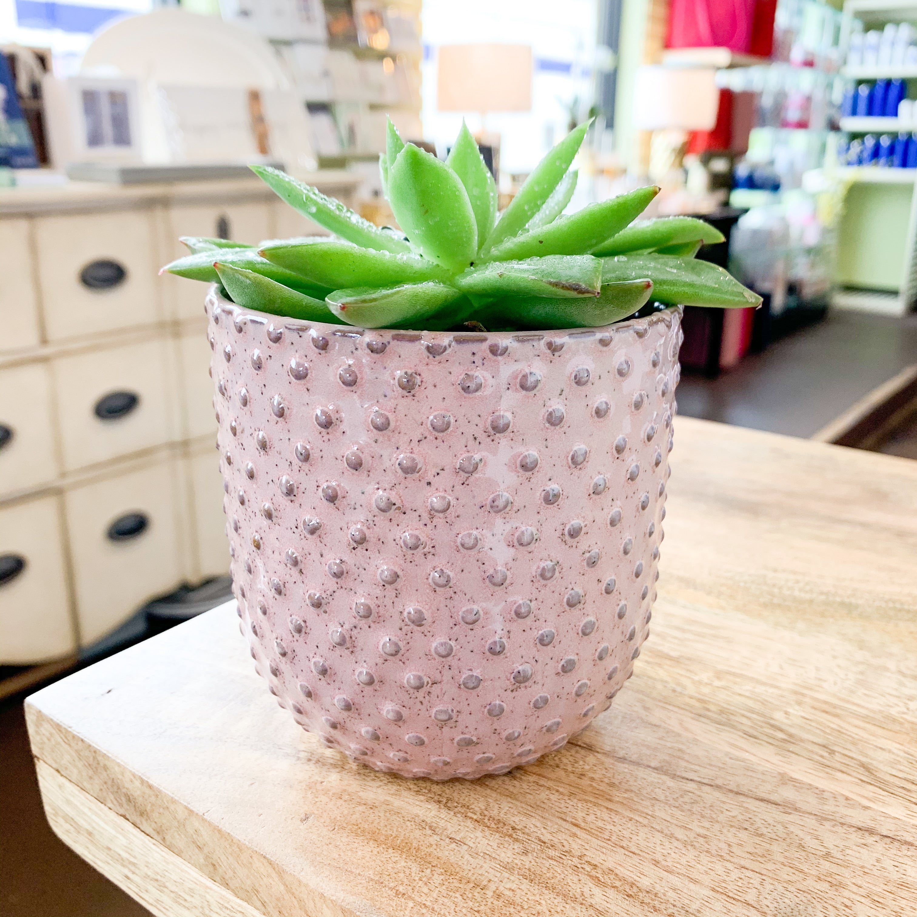 Live Potted Succulent, Assorted